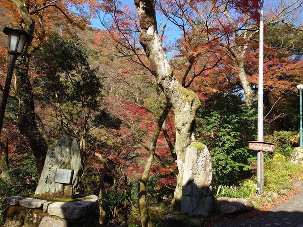 f:id:Kuunyan_takashi:20201119150234j:plain