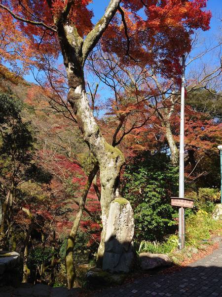 f:id:Kuunyan_takashi:20201119150247j:plain