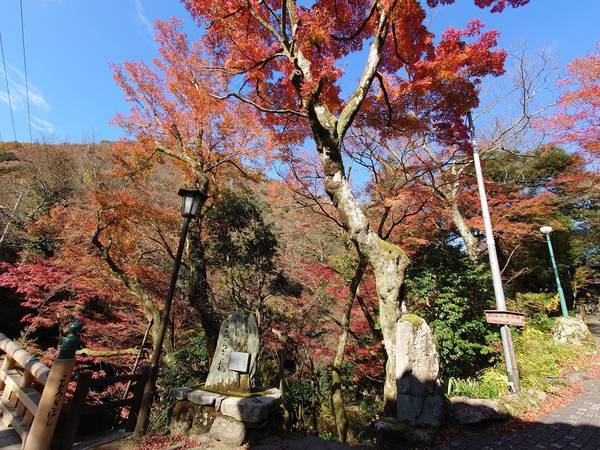 f:id:Kuunyan_takashi:20201119150328j:plain
