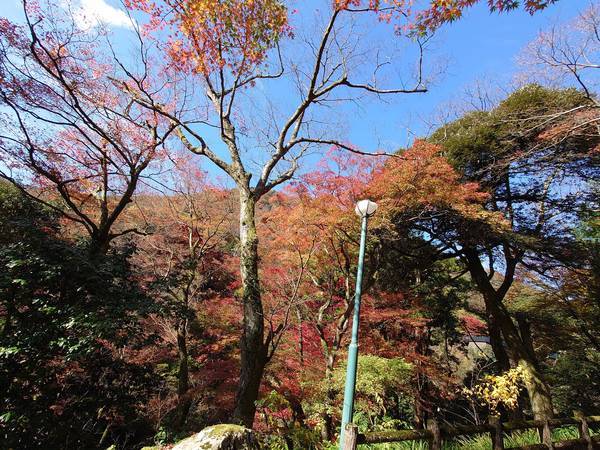 f:id:Kuunyan_takashi:20201119150341j:plain