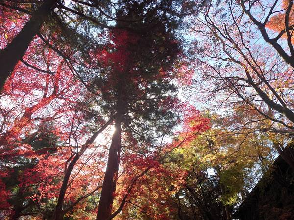 f:id:Kuunyan_takashi:20201119150619j:plain