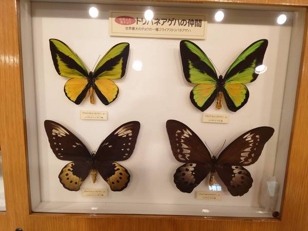 f:id:Kuunyan_takashi:20220317152953j:plain