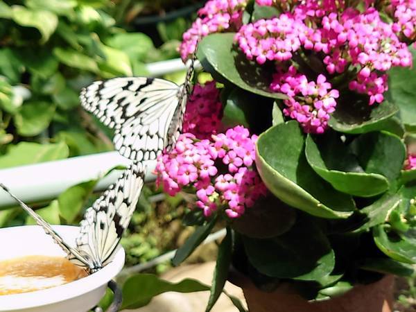 f:id:Kuunyan_takashi:20220317153829j:plain