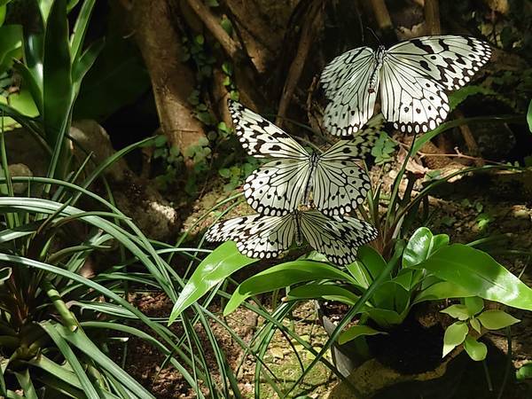 f:id:Kuunyan_takashi:20220317153947j:plain