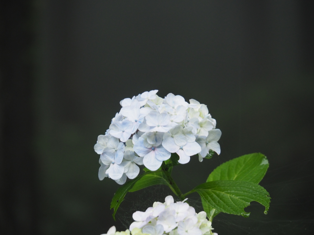 f:id:Kyo_Ichikawa:20160621060535j:plain