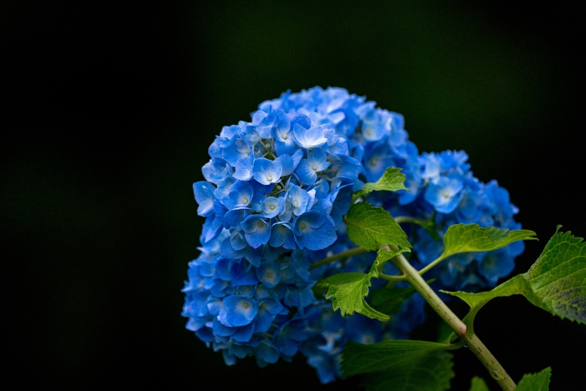 f:id:Kyo_Ichikawa:20200619061606j:plain