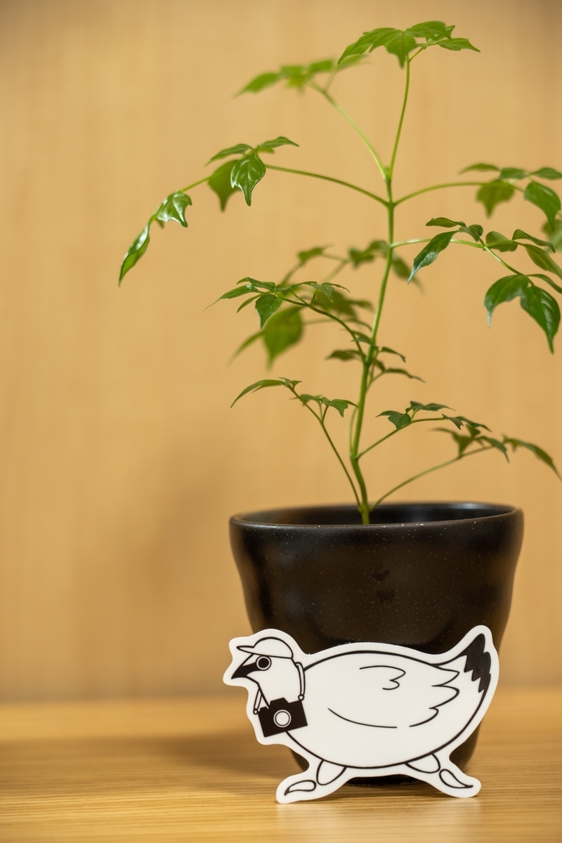 f:id:Kyo_Ichikawa:20200619075907j:plain