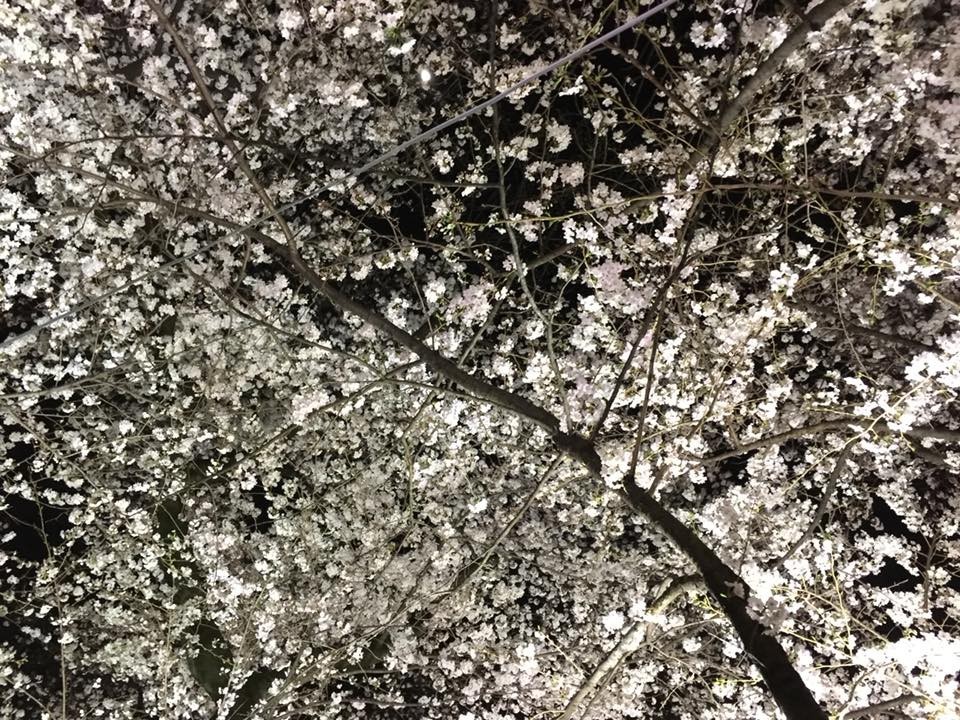 f:id:KyojiOhno:20180327105220j:plain f:id:KyojiOhno:20180327105220j:plain