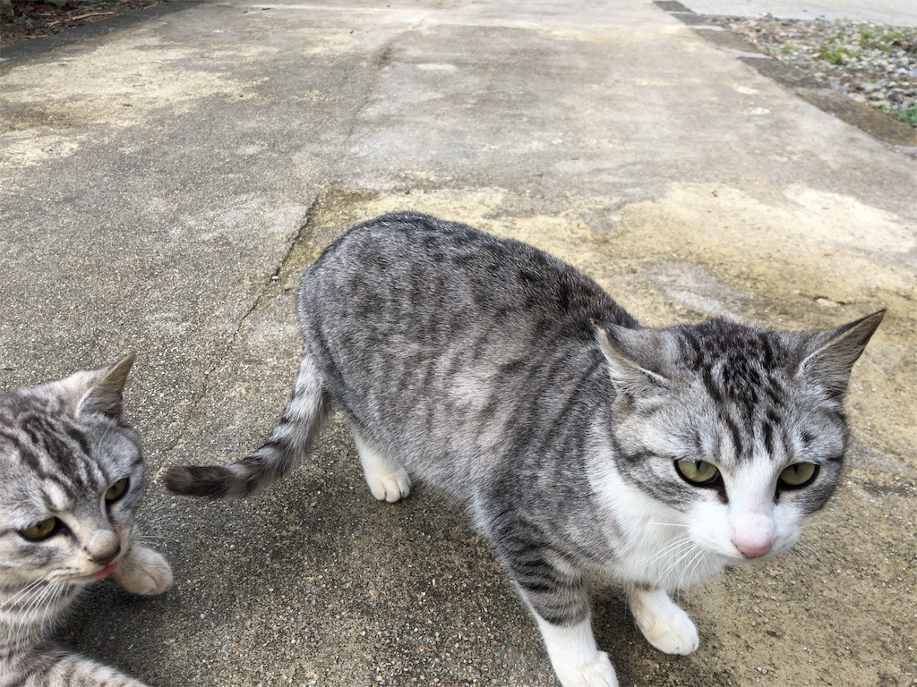 f:id:KyotoRider:20200210202214j:image