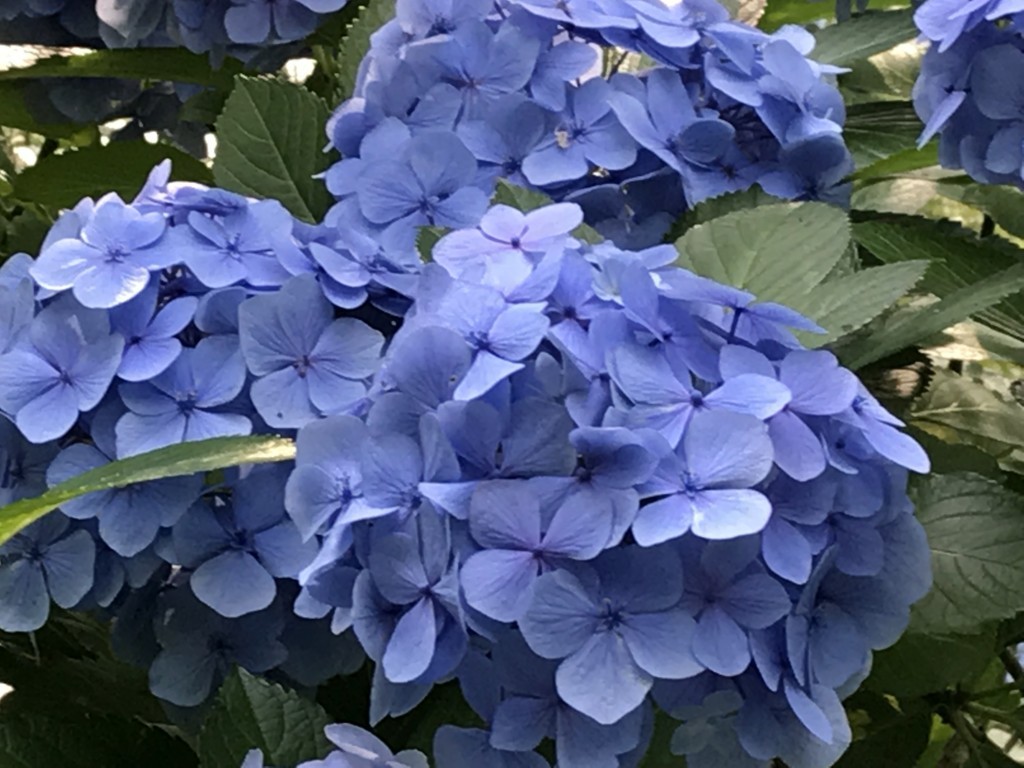 f:id:L-Komachi:20180626082807j:plain f:id:L-Komachi:20180626082807j:plain