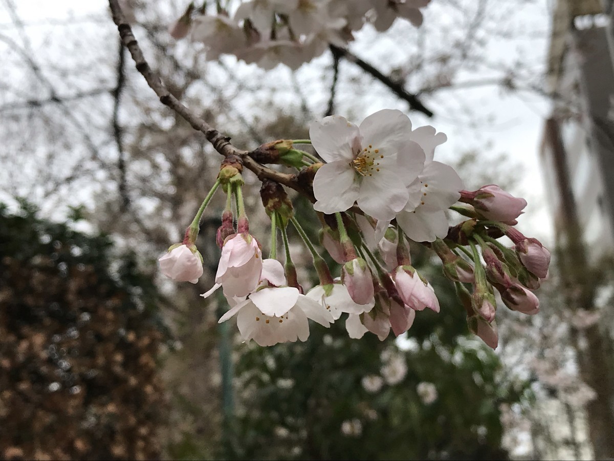 f:id:L-Komachi:20190322204159j:plain f:id:L-Komachi:20190322204159j:plain