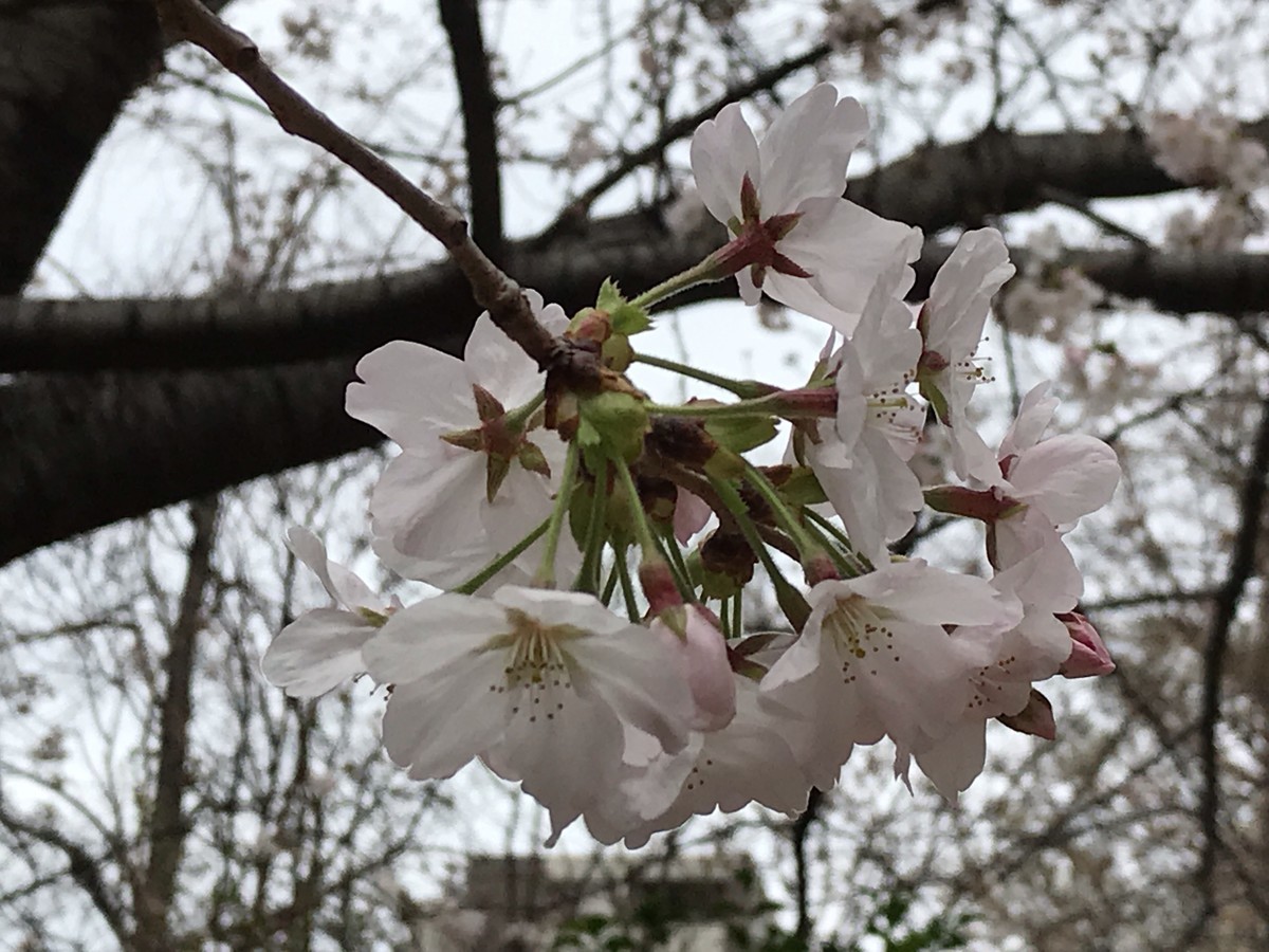 f:id:L-Komachi:20190322204229j:plain f:id:L-Komachi:20190322204229j:plain