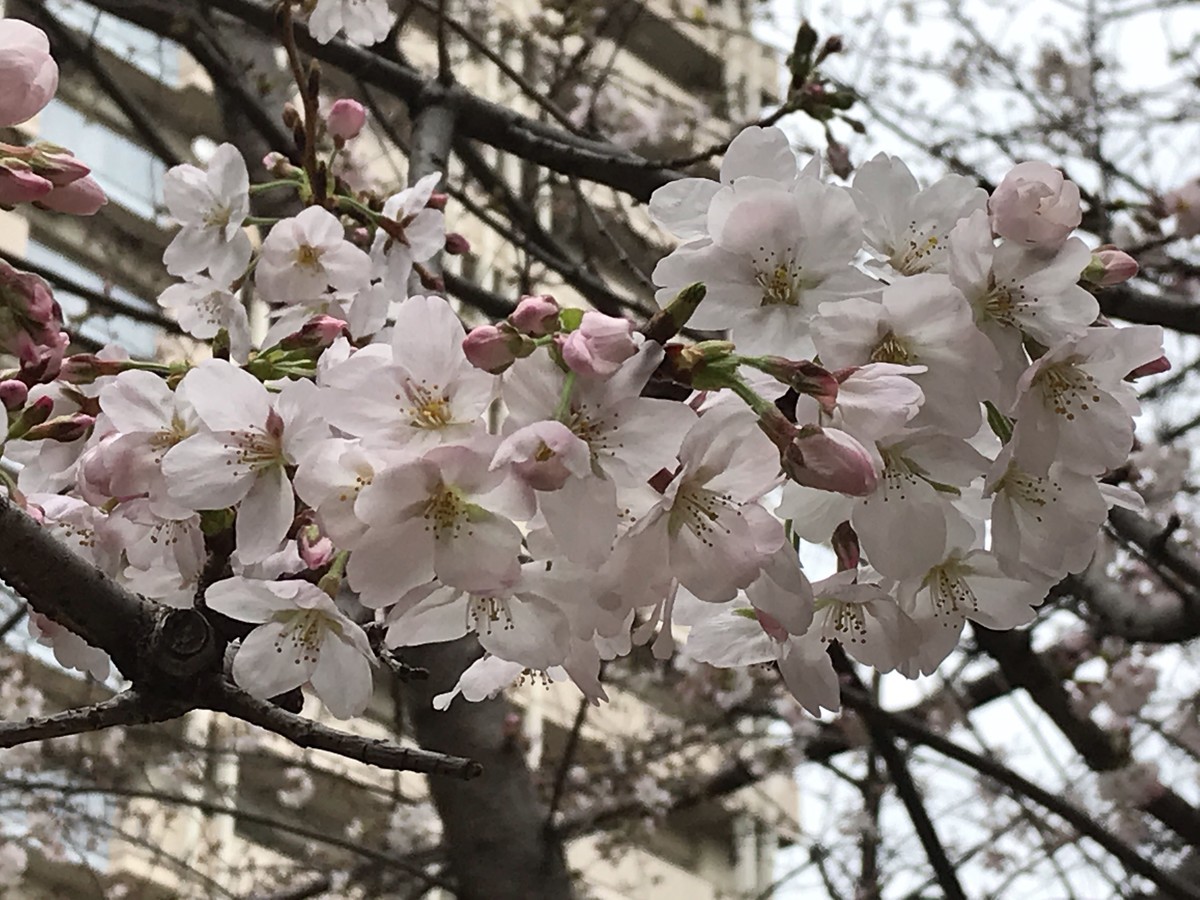 f:id:L-Komachi:20190322204258j:plain f:id:L-Komachi:20190322204258j:plain
