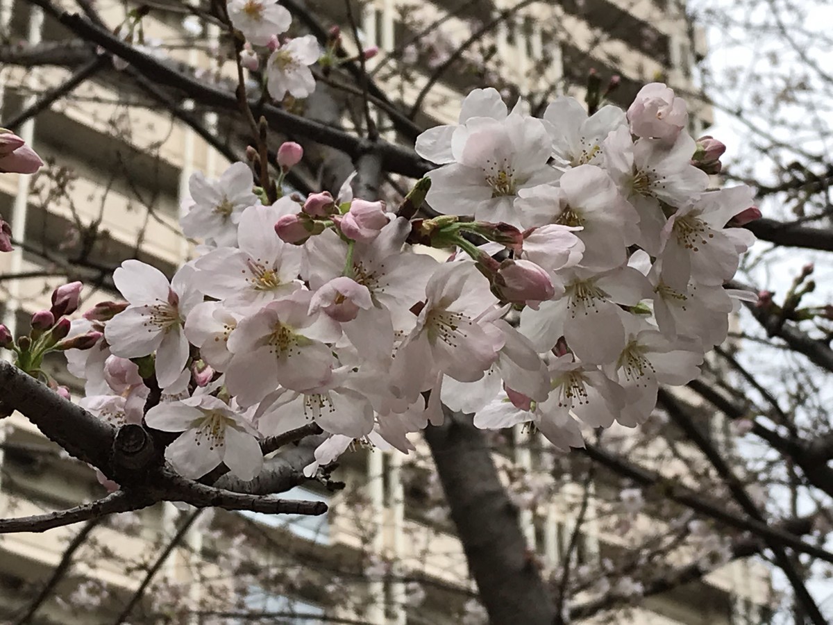 f:id:L-Komachi:20190322204327j:plain f:id:L-Komachi:20190322204327j:plain