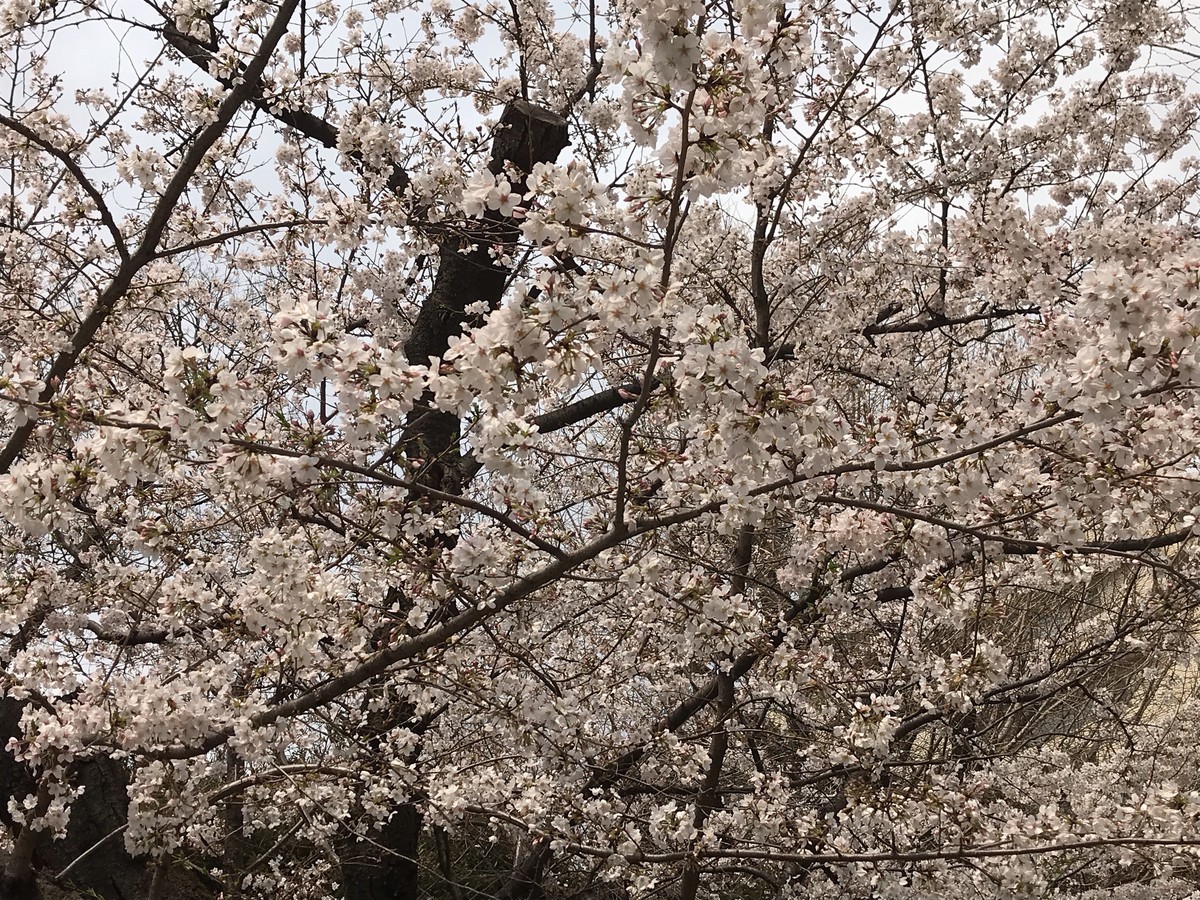 f:id:L-Komachi:20190330211337j:plain f:id:L-Komachi:20190330211337j:plain