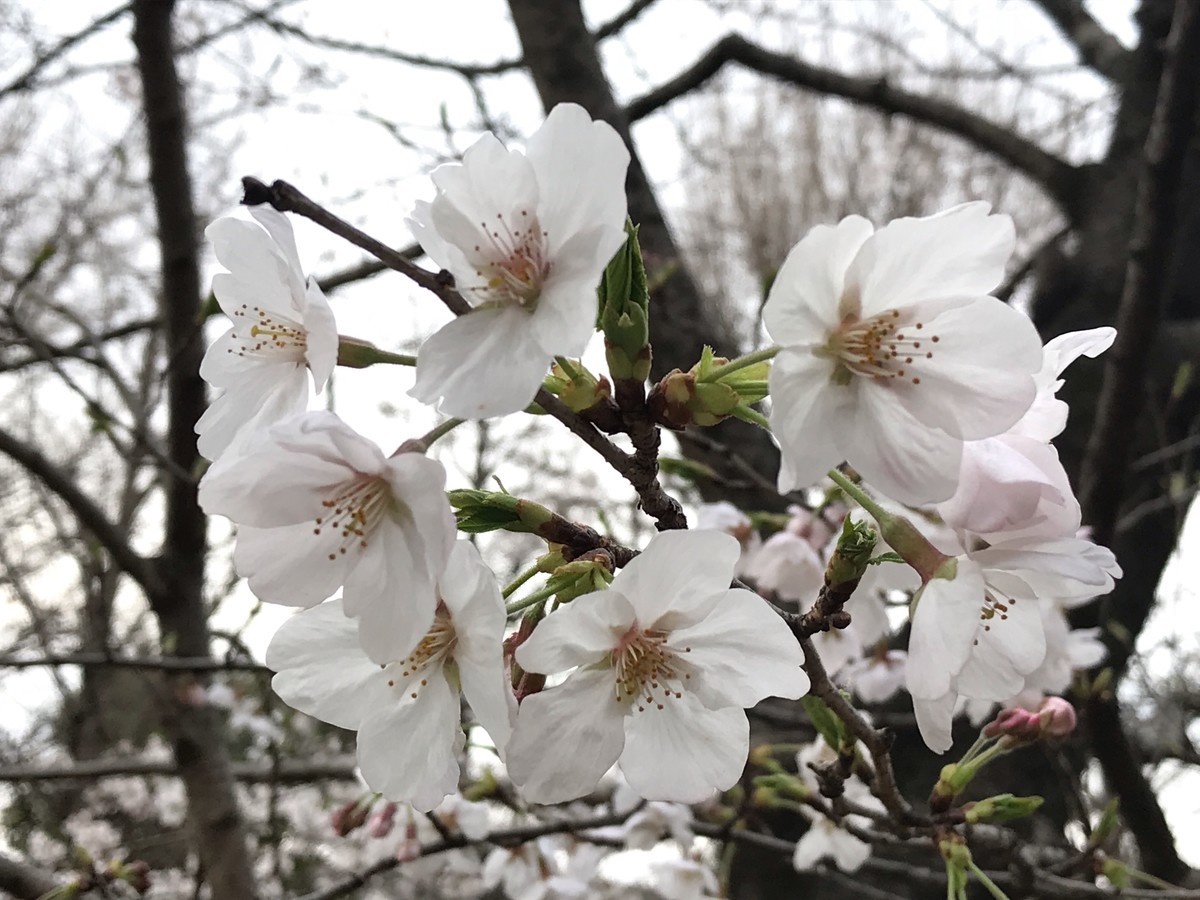f:id:L-Komachi:20190330211556j:plain f:id:L-Komachi:20190330211556j:plain