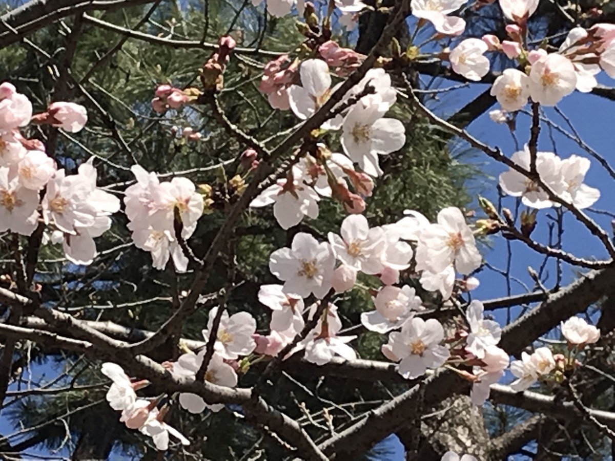 f:id:L-Komachi:20190330211659j:plain f:id:L-Komachi:20190330211659j:plain