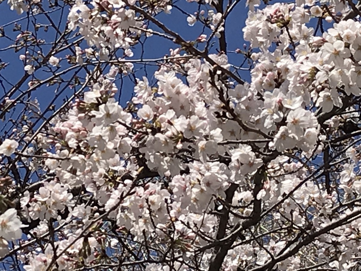 f:id:L-Komachi:20190330211755j:plain f:id:L-Komachi:20190330211755j:plain