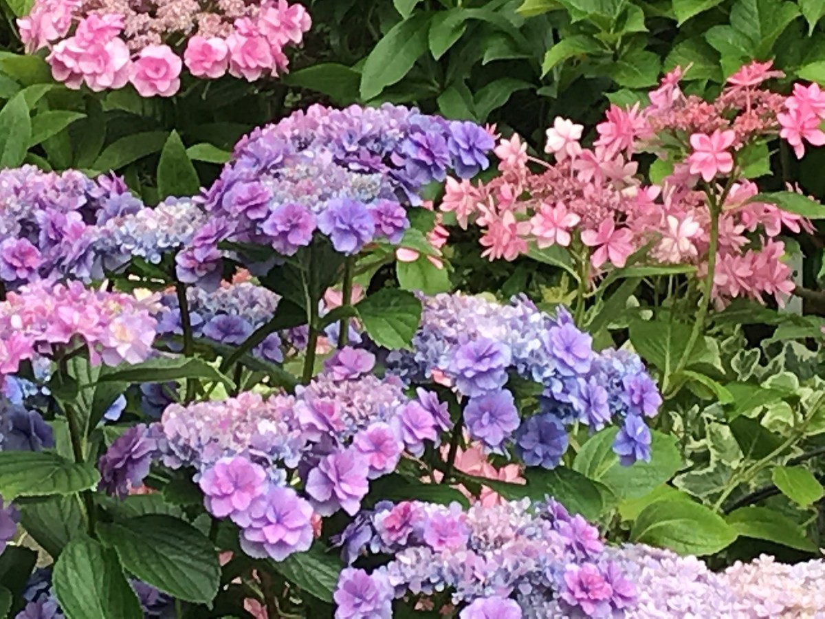 f:id:L-Komachi:20190618161739j:plain f:id:L-Komachi:20190618161739j:plain