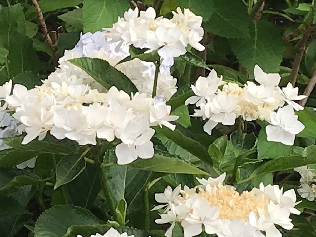 f:id:L-Komachi:20190618161926j:plain f:id:L-Komachi:20190618161926j:plain