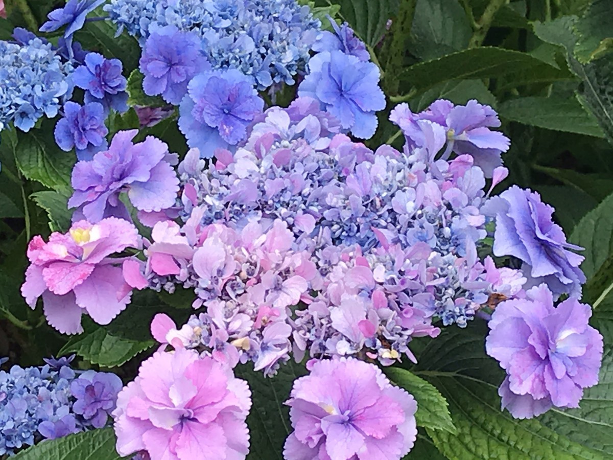 f:id:L-Komachi:20190618162009j:plain f:id:L-Komachi:20190618162009j:plain