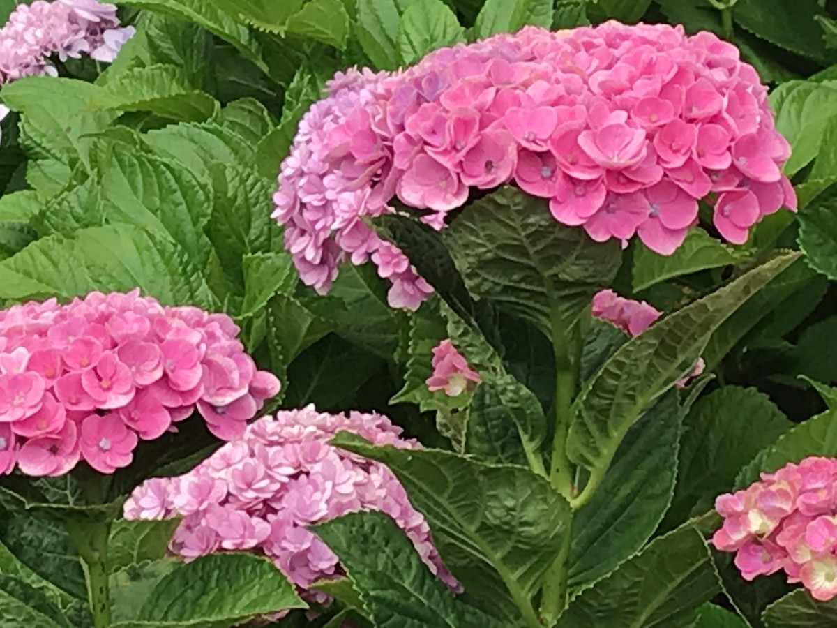 f:id:L-Komachi:20190618162429j:plain f:id:L-Komachi:20190618162429j:plain