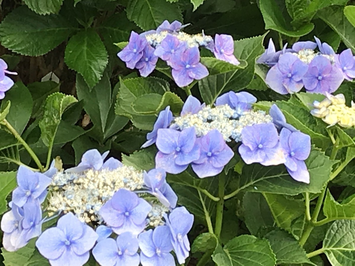 f:id:L-Komachi:20190618162517j:plain f:id:L-Komachi:20190618162517j:plain