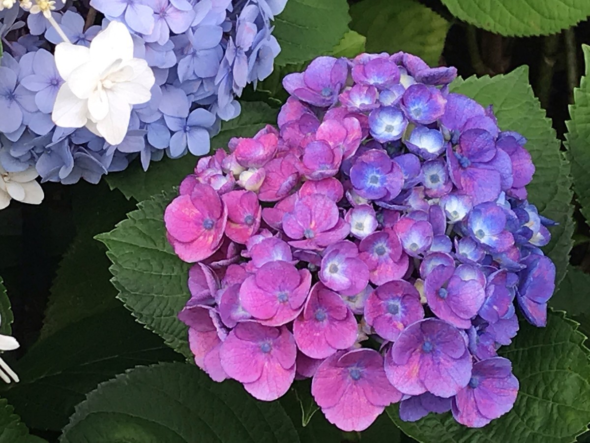f:id:L-Komachi:20190618162716j:plain f:id:L-Komachi:20190618162716j:plain