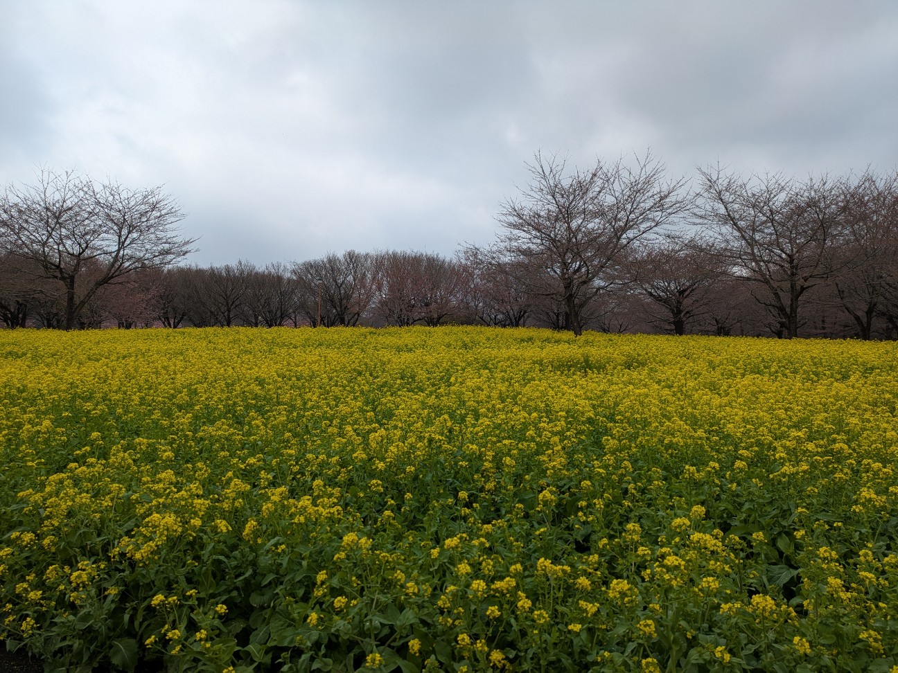 f:id:L2ud38KoEgkrtY0:20260401133938j:image