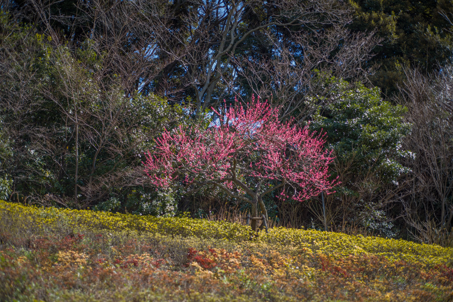 f:id:LANDS:20170223170033j:plain f:id:LANDS:20170223170033j:plain
