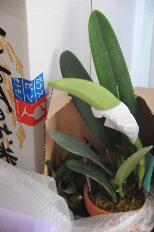 f:id:LAVANDNOUS:20110908102010j:image f:id:LAVANDNOUS:20110908102010j:image