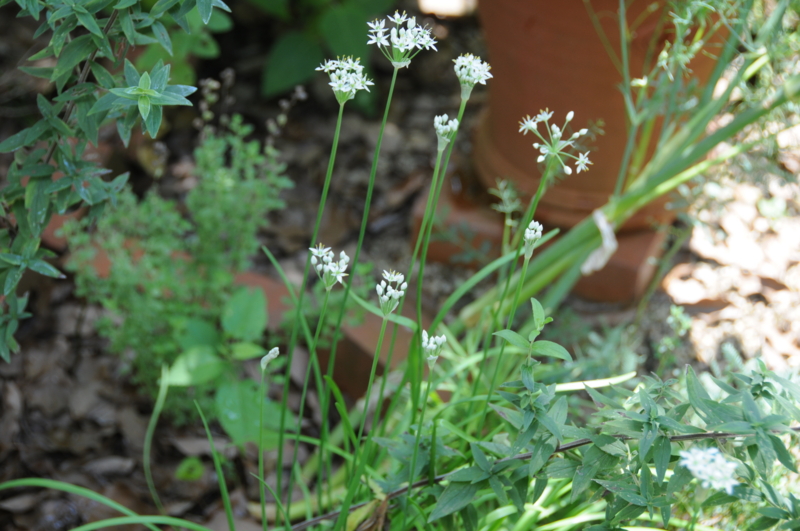 f:id:LAVANDNOUS:20110911112501j:image