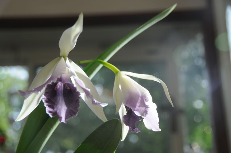 f:id:LAVANDNOUS:20110917075655j:image