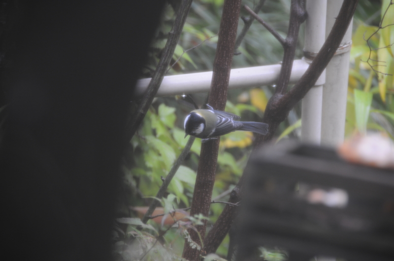 f:id:LAVANDNOUS:20121112100157j:image