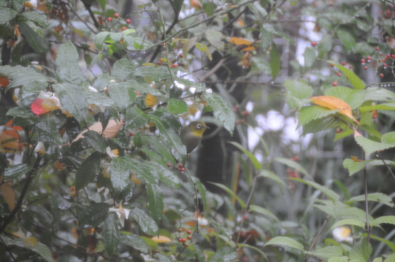 f:id:LAVANDNOUS:20121112100226j:image