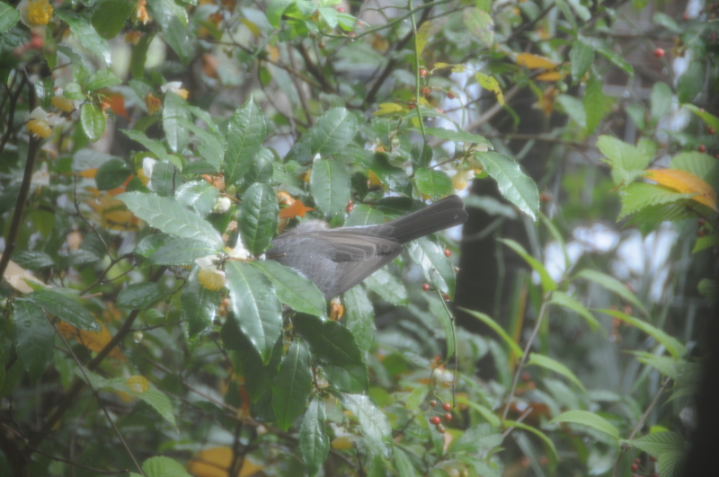 f:id:LAVANDNOUS:20121112102813j:image