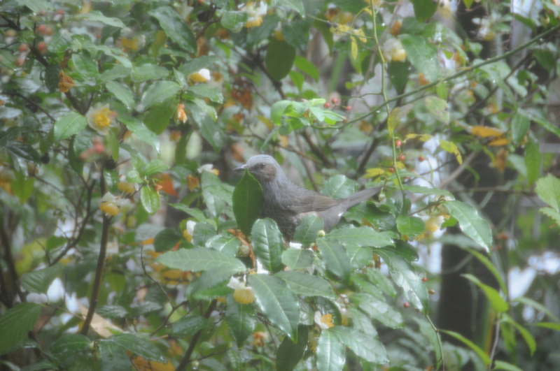 f:id:LAVANDNOUS:20121112102830j:image