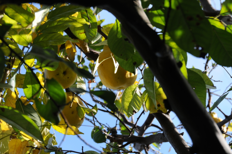 f:id:LAVANDNOUS:20121115101249j:image