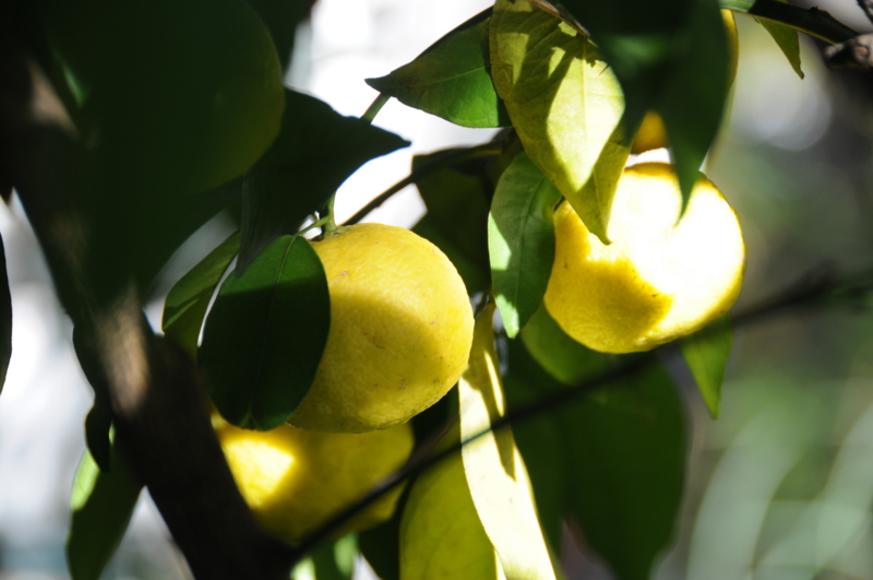 f:id:LAVANDNOUS:20121115101318j:image