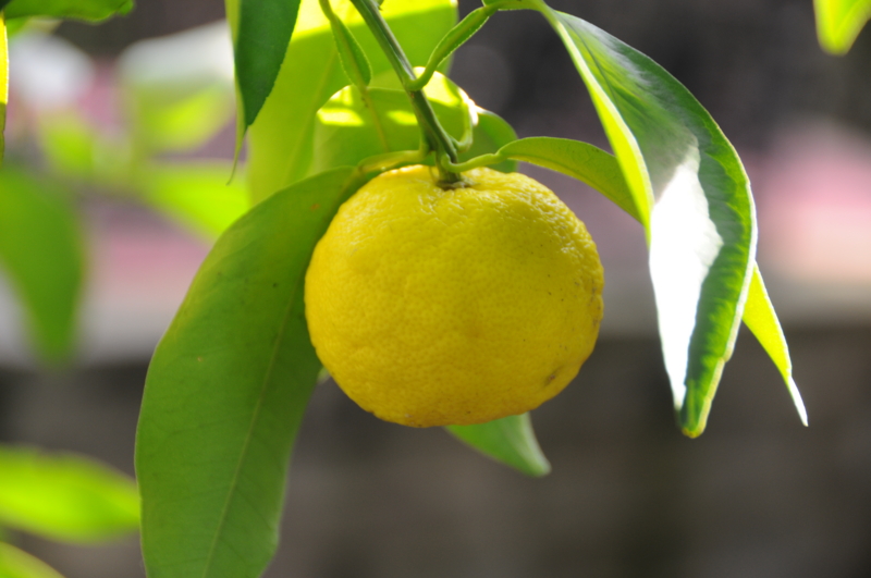 f:id:LAVANDNOUS:20121115101332j:image