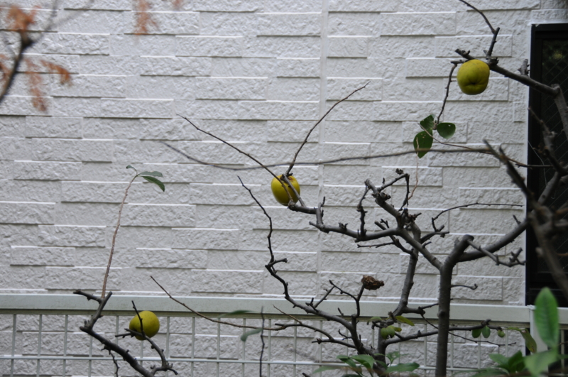 f:id:LAVANDNOUS:20121115101401j:image