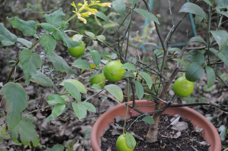 f:id:LAVANDNOUS:20121115101415j:image