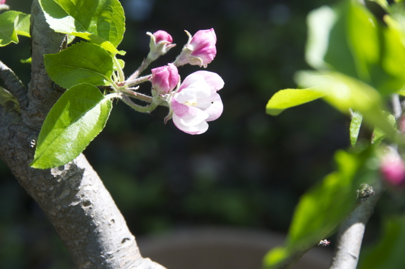 f:id:LAVANDNOUS:20140412095103j:image:w360