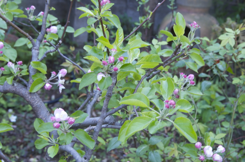 f:id:LAVANDNOUS:20140412095205j:image:w360