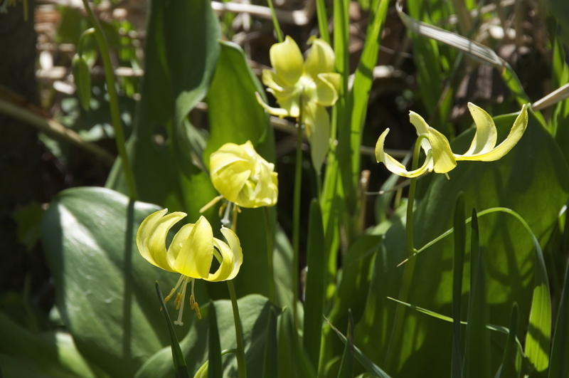 f:id:LAVANDNOUS:20140412214654j:image:w360