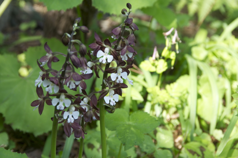 f:id:LAVANDNOUS:20140419110623j:image:w360 f:id:LAVANDNOUS:20140419110623j:image:w360