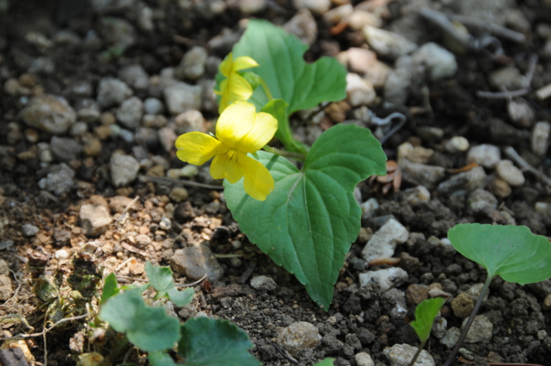 f:id:LAVANDNOUS:20140419110715j:image:w360 f:id:LAVANDNOUS:20140419110715j:image:w360