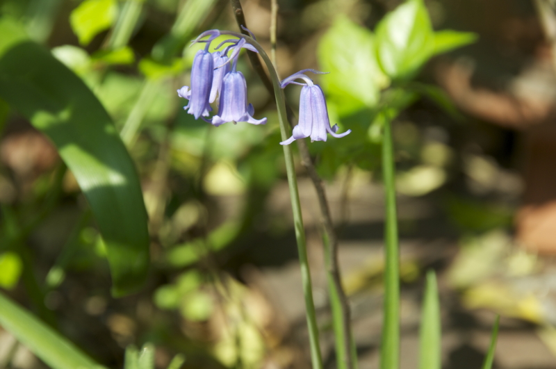 f:id:LAVANDNOUS:20140419110736j:image:w360 f:id:LAVANDNOUS:20140419110736j:image:w360