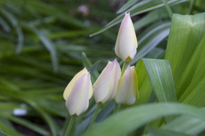 f:id:LAVANDNOUS:20140420004037j:image:w360