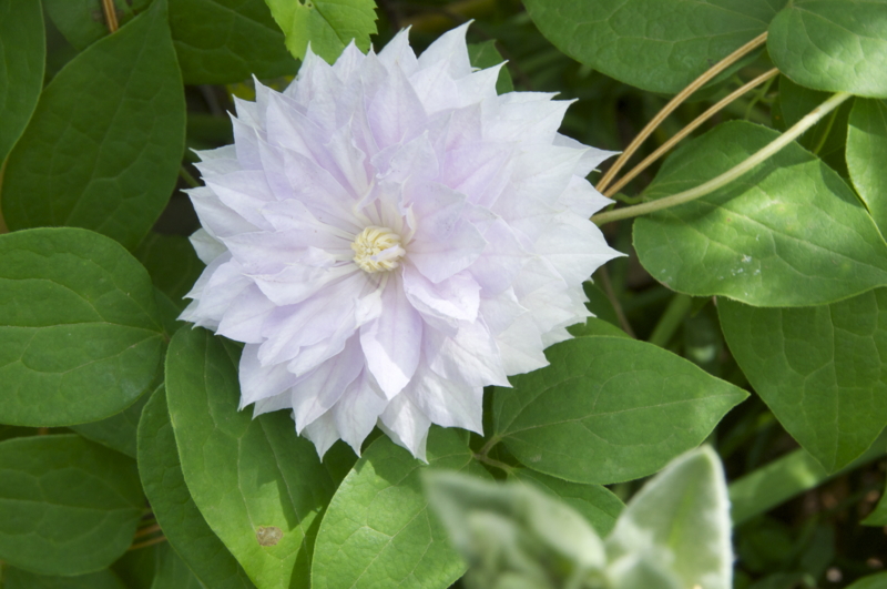 f:id:LAVANDNOUS:20140512125355j:image:w360 f:id:LAVANDNOUS:20140512125355j:image:w360